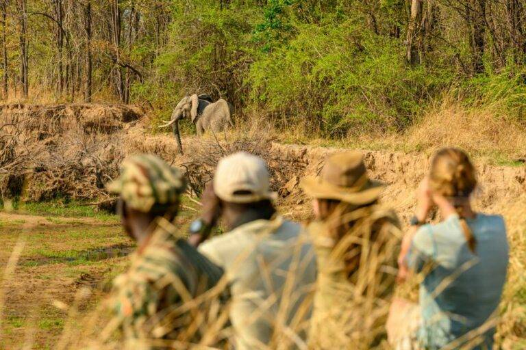 Zambia, Luangwa