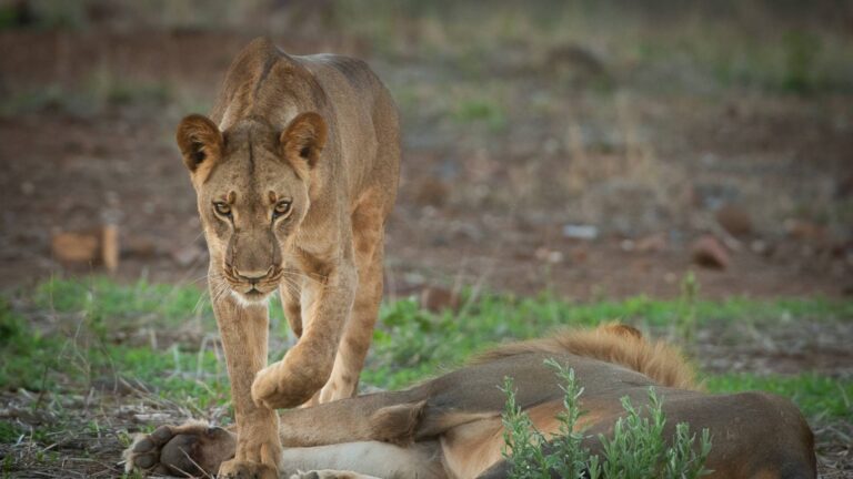 Best of Hwange Safari Package, Hideaways Africa, Zimbabwe