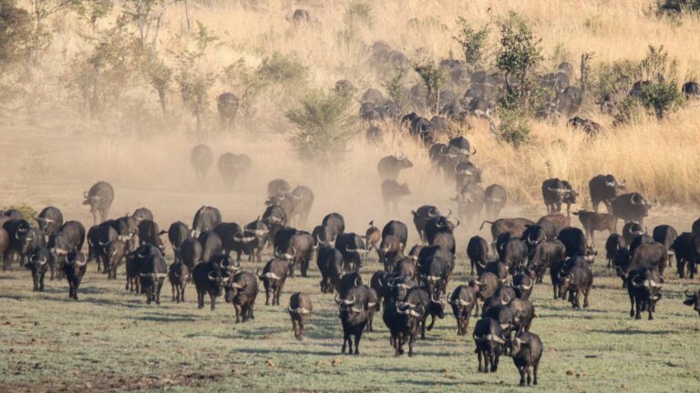 Best of Zimbabwe Safari Package, Hideaways Africa, Zimbabwe