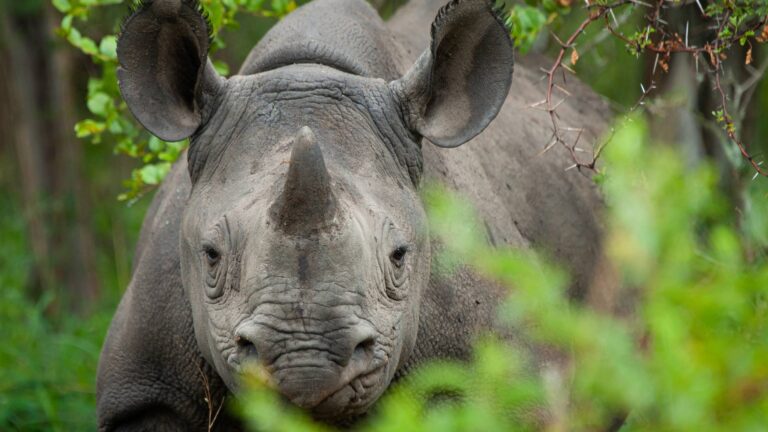 Rhino Track and Trail, Safari Packages, Hideaways Africa