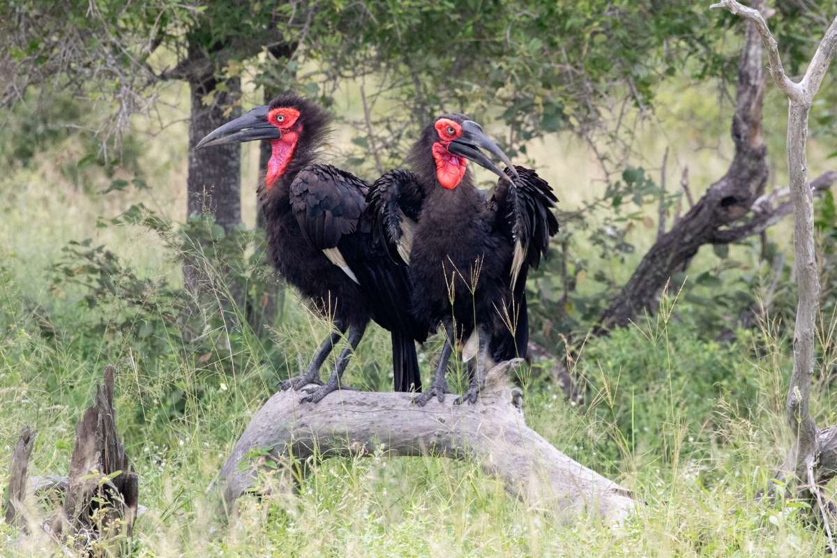 Top Birding Safaris in Botswana and Zimbabwe, Ground Hornbill