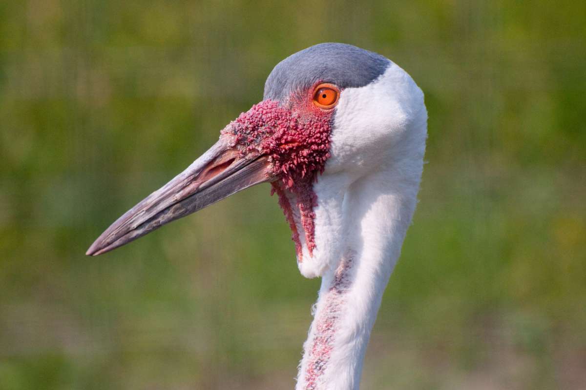 Top Birding Safaris in Botswana and Zimbabwe- Wattled Crane