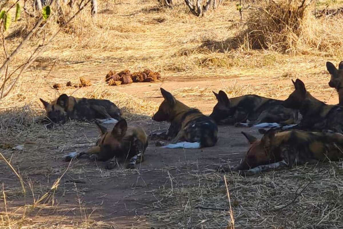 Bumbusi Wilderness Camp, Hwange National Park