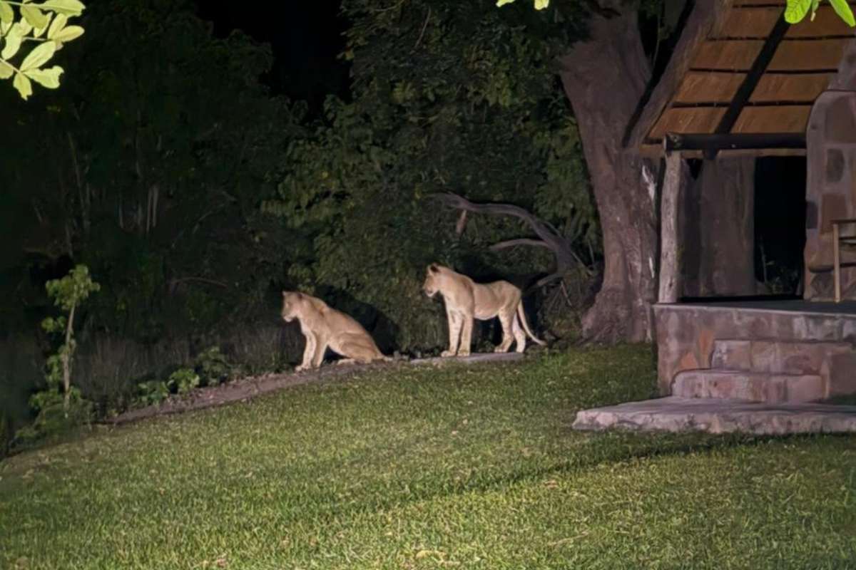 Lionnesses in Camp at Bumbusi Wilderness Camp