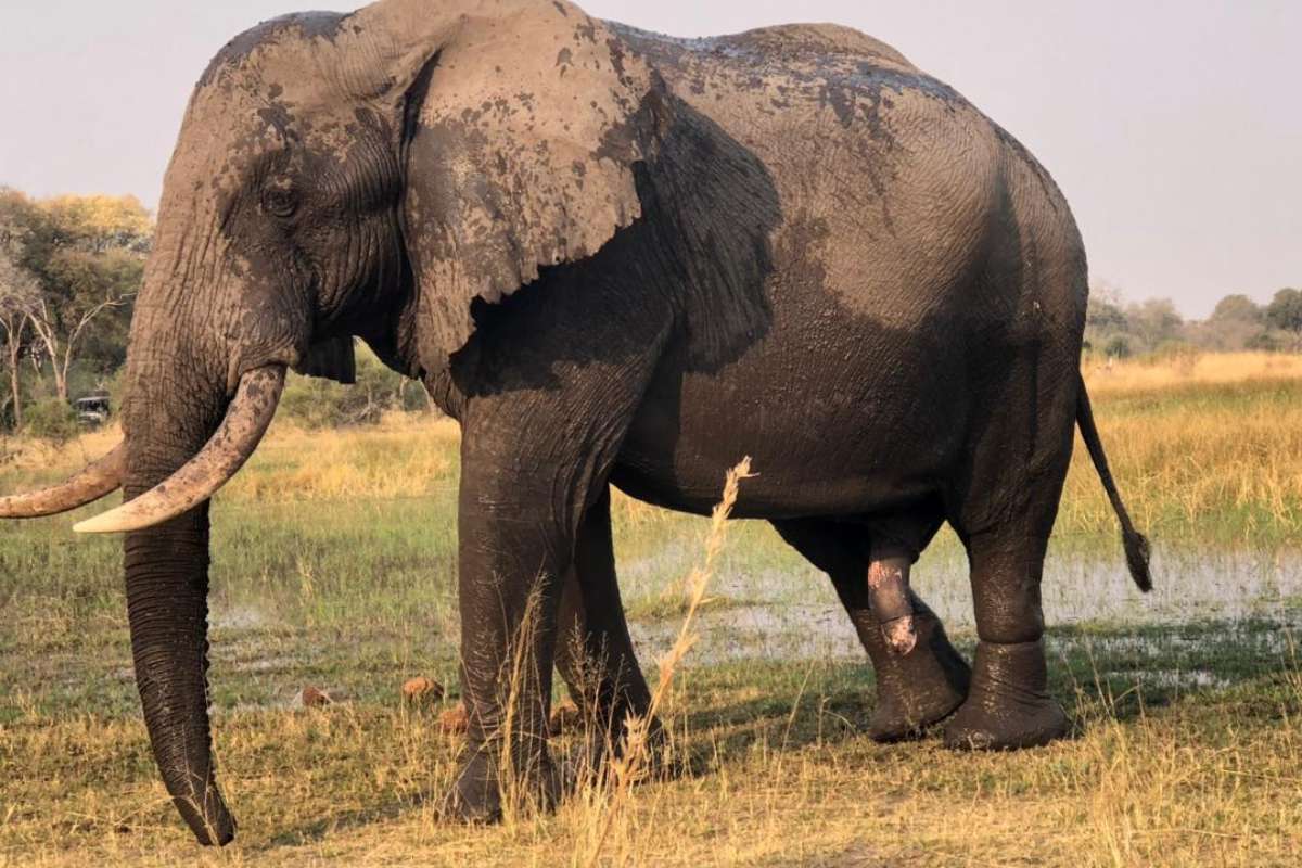 Mogotlho Safari Lodge, Khwai River, 2025 Sightings