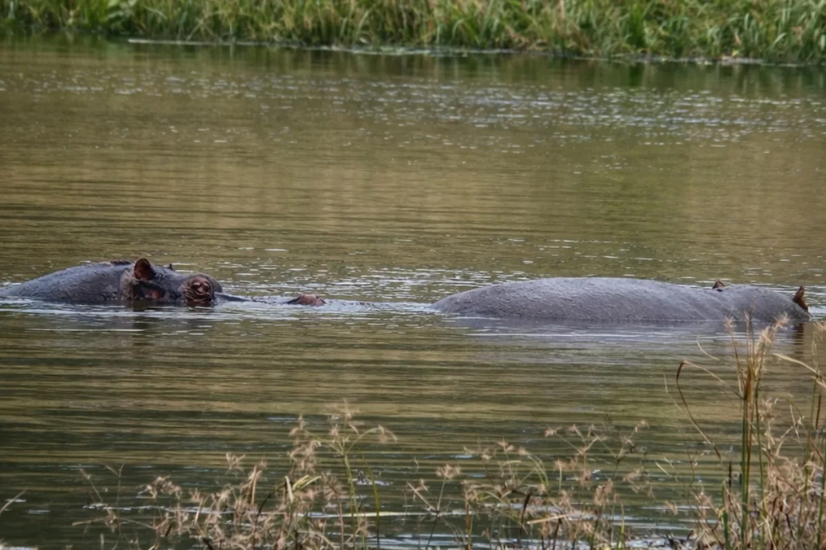 Ndala the hippo with another hippo in the dam at Hideaways Nantwich Lodge, Hwange National Park
