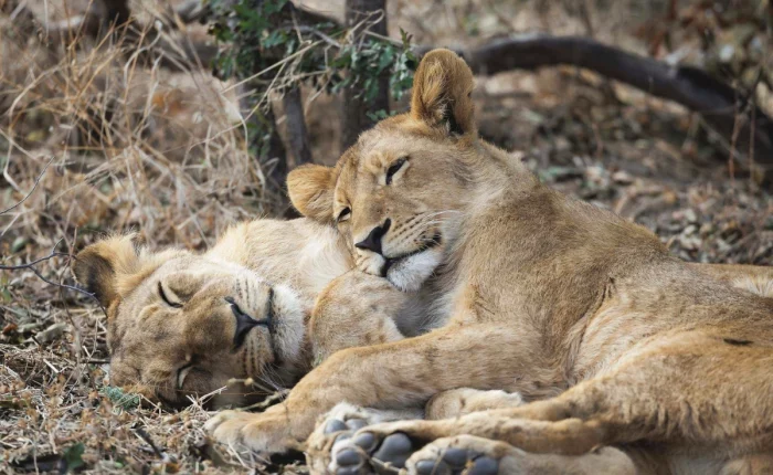 Hideaways Africa Safari Special Northern Hwange Pay 2, Stay 3