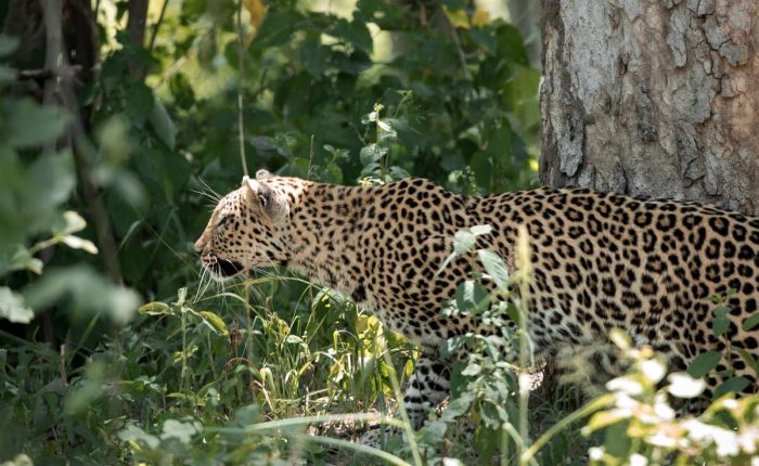 The Big 5, Mogotlho, Botswana, Leopard